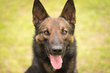 German shepherd portrait