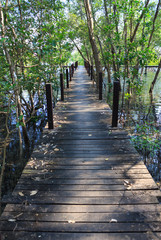 boardwalk wooden path over river surrounded mangrove forest
