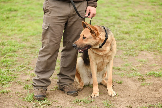 German shepherd dog with owner
