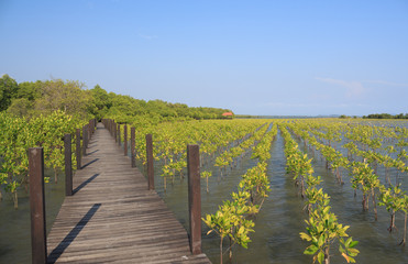 Fototapeta na wymiar The forest mangrove with wooden walkway bridge