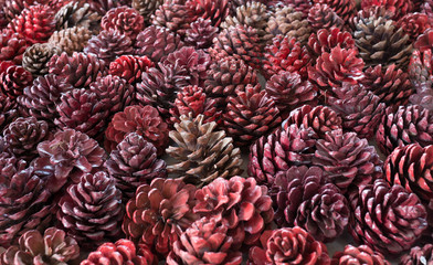 Background of the pine cone