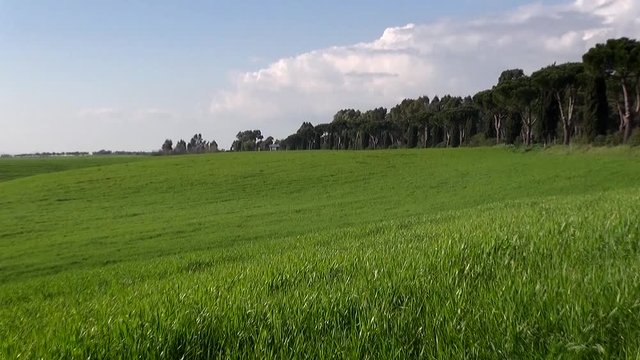 talian Green Landscape on a Sunny Day Zoom in