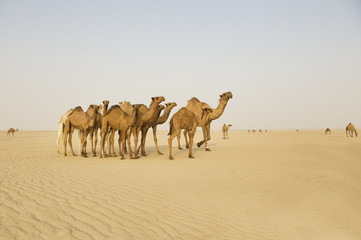 Group of camels in the middle of the desert