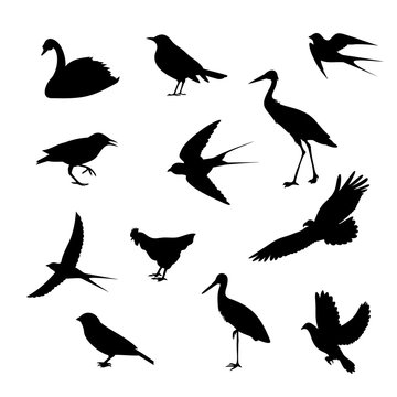birds of different