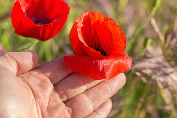Poppy flower in the hand of man. 