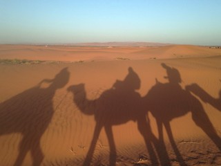 shadows of camels in the desert