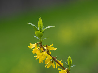 鮮やかな黄色のレンギョウ