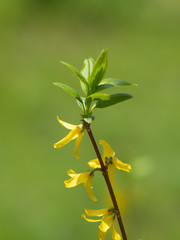 黄色と緑が美しいレンギョウ