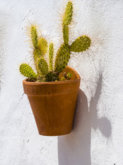 Kaktus an einer Hauswand im Ort Frigiliana, Nerja, Costa del Sol, Andalusien, Spanien, Europa