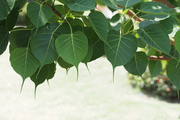 Green leafs of Sacred tree in summer 