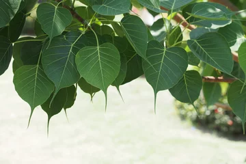 Crédence de cuisine en verre imprimé Arbres Green leafs of Sacred tree in summer 