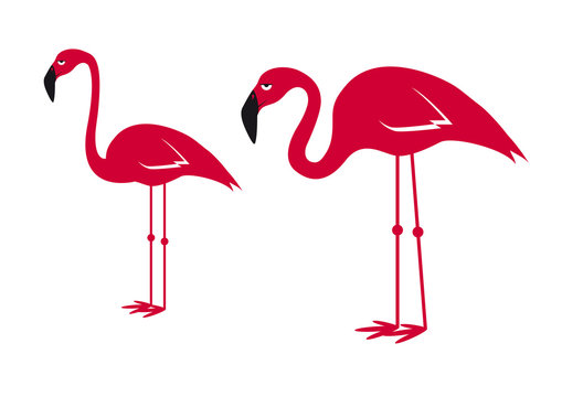 Pink flamingo vector. Flamingos on a white background. Cartoon character flamingo