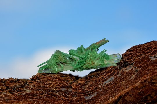 Durch Einlagerung von Kupferoxiden gr&uuml;n gef&auml;rbter Gips - Kristall auf Baumrinde vor blauem Himmel