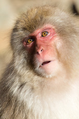 Japanese monkey