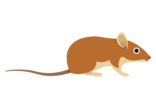 Field mouse vector illustration. field mouse isolated on white background.