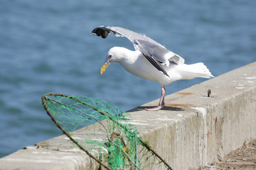 Mouette devant un filet de pêche