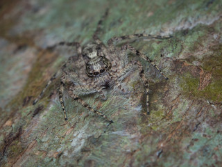 Jumping Spider