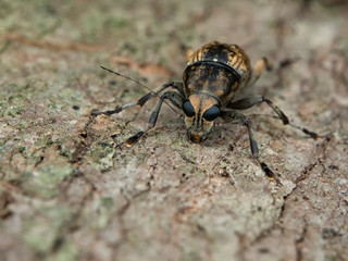 Longhorn Beetle
