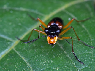 Tiger Beetle