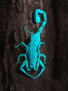 Ultra-Violet Scorpion