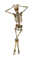 3D Illustration Human Skeleton on White
