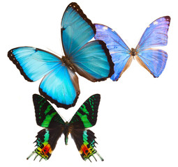 Multicolored  butterflis frame