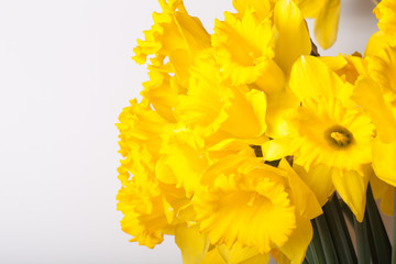 Yellow spring narcissus. Shallow depth of field. Selective Focus