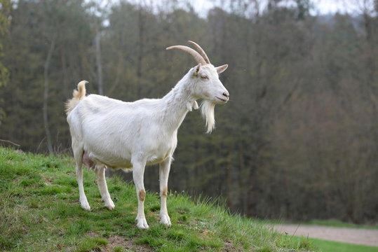 wachsam, weibliche wei&szlig;e Edelziege auf der Weide