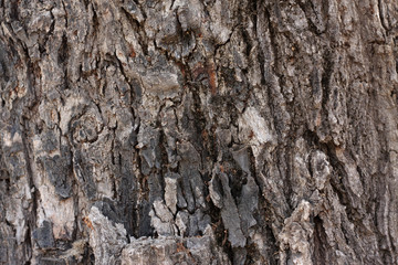 background wood