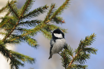 Perching Coal tit at firry branch