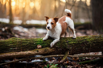 Dog breed Jack Russell Terrier walking in the forest