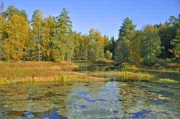 
Autumn landscapes Russian forests and rivers always amaze the audience with its magnificence and beauty
