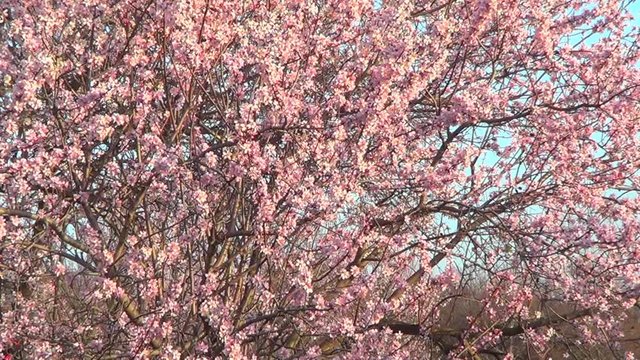 Flowers of pink almond tree