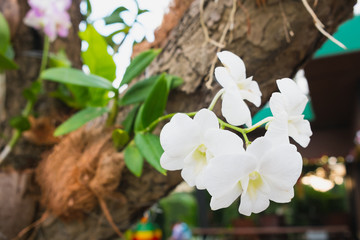 Orchid on tree. Symbol of Elegance.