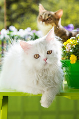 Katzen am Balkon © DoraZett