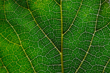 Texture of green leaf and veins