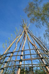 Weidentipi im Frühling treibt aus