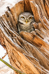 Spotted Owlet (Athene Brama) in tree hollow.