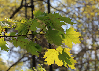 Ветка клёна с молодыми листьями 