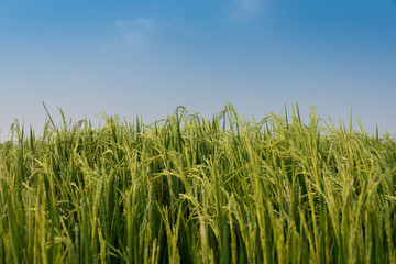 Rice spike in rice field in thailand