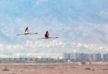 Flamingos in flight, photographed at the salt pans, Eilat, Israe