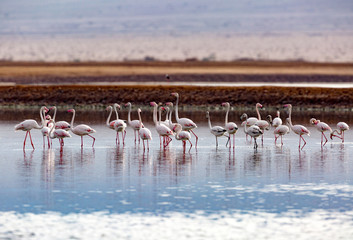 Pink and grey flamingos at the salt lake of Eilat, Israel
