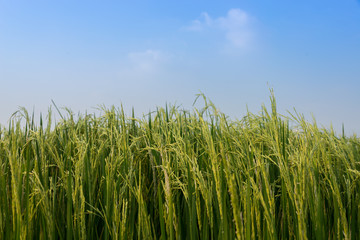Obraz premium Rice spike in rice field in thailand