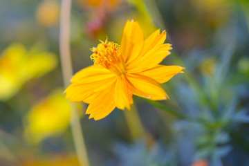 Yellow cosmos flower in Thailand