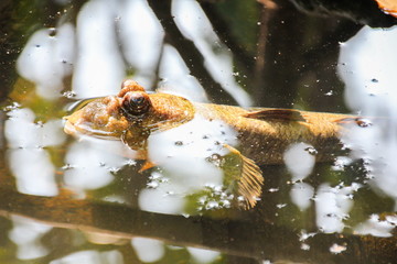 Mudskipper, Amphibious fish