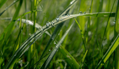 Wassertropfen auf dem Gras in der Wise und Feld