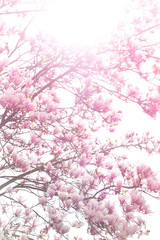 Naklejka premium Magnolie
