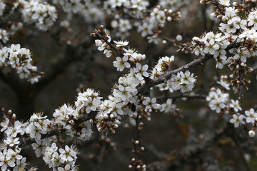 Blooming garden in spring