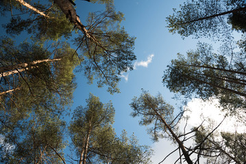 swaying tops of bare trees in forest against blue sky