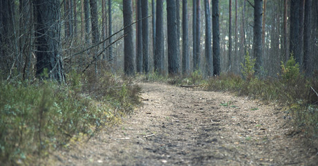 turn field road between trees in the spring forest